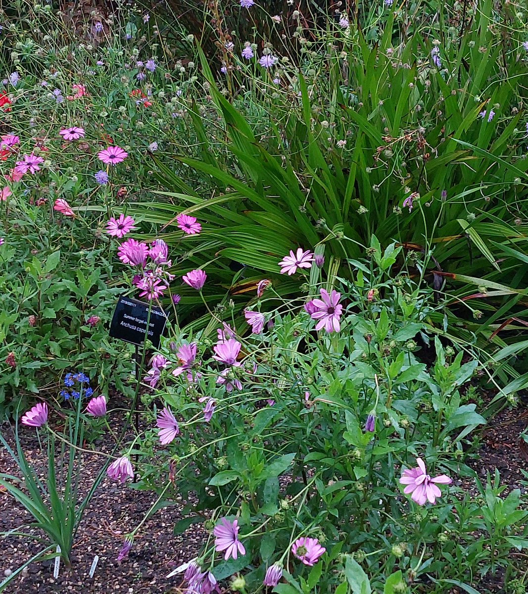 MercuryCards's tweet photo. Lots of colour in #BotanicalGardens #Sheffield in South Africa #garden #colours #art #horticulture #flowers #yorkshireinbloom @FOBSheffield @The_RHS @Yorkshire_Life https://t.co/KlAZnhnRUg