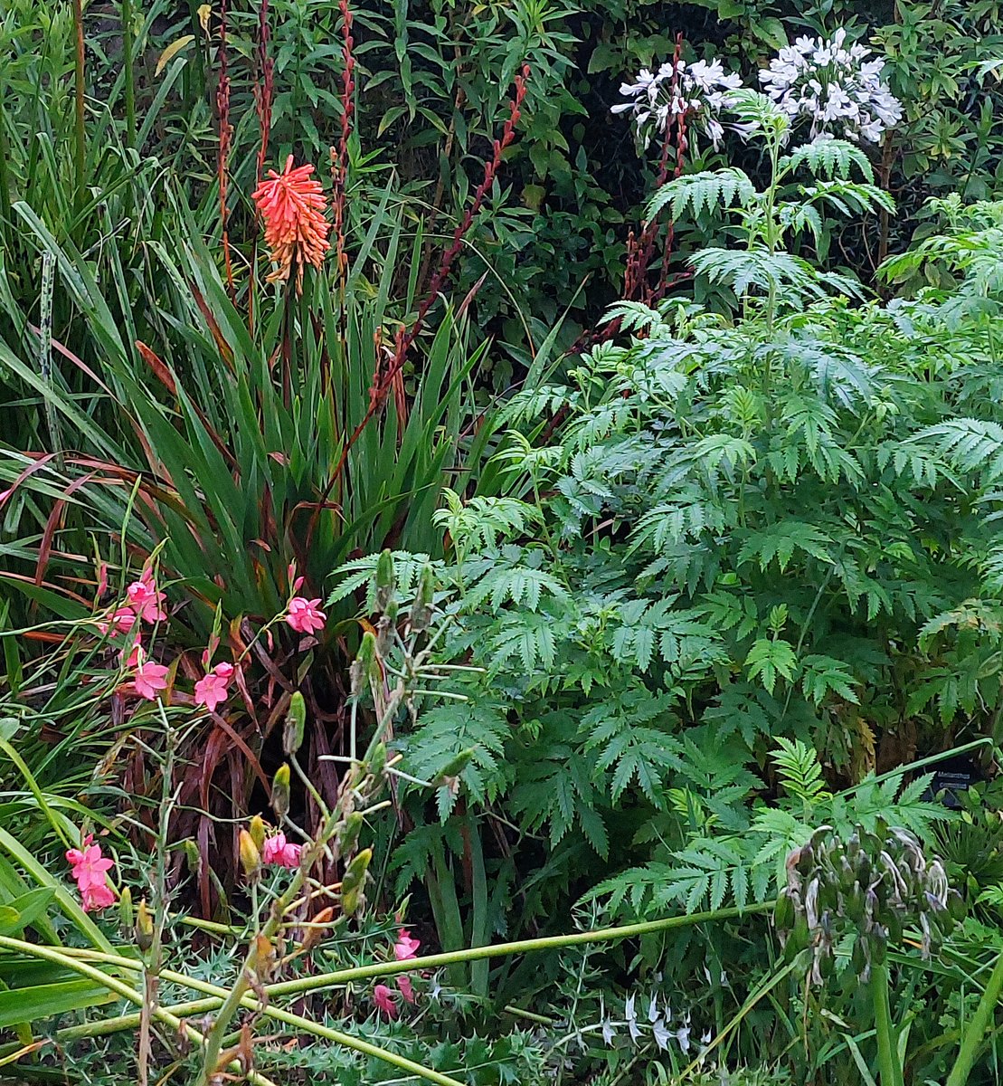 MercuryCards's tweet photo. Lots of colour in #BotanicalGardens #Sheffield in South Africa #garden #colours #art #horticulture #flowers #yorkshireinbloom @FOBSheffield @The_RHS @Yorkshire_Life https://t.co/KlAZnhnRUg