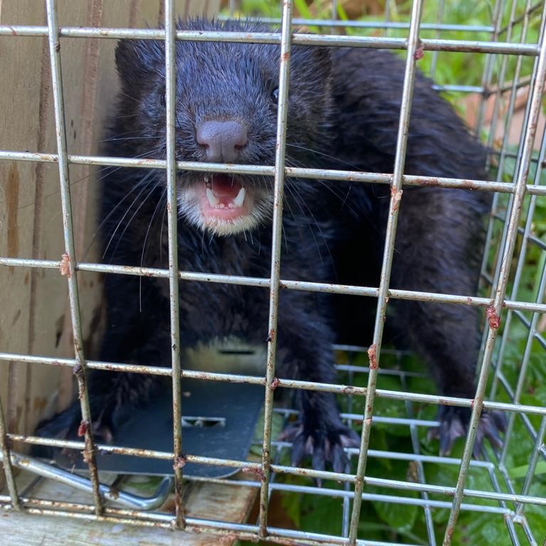 We're now at that time of year when American mink are very active and juveniles are dispersing. Many locations in our trap network have had increased captures over the past few weeks and we're expecting more. This is a really important time to be monitoring and trapping.