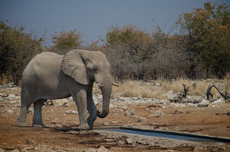 VoyagesAfriq's tweet photo. #VoyagesAfriq Uncover the Magic of Etosha National Park 🌍🐾
From its breathtaking salt pan seen from space to the vibrant wildlife at waterholes, every second here paints an adventure like no other🦓🌿
#visitNamibia #sharemyNamibia #thisisNamibia https://t.co/eO1tXyEtXC