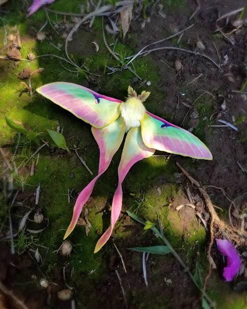 Look at these gorgeous moths! 
