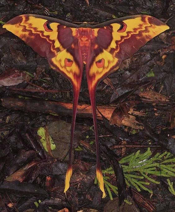 「Look at these gorgeous moths! 」|KIM MYATT⁷のイラスト