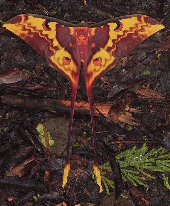 Look at these gorgeous moths! 
