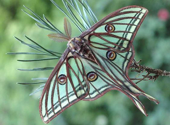 Look at these gorgeous moths! 
