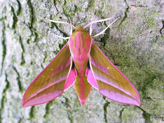Look at these gorgeous moths! 