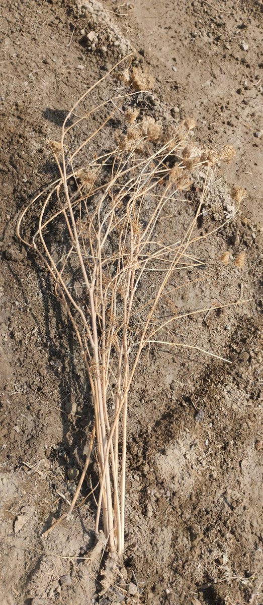 susam yolması geç kalınca turp,havuç ve marul ekimi yapmak geç kaldı