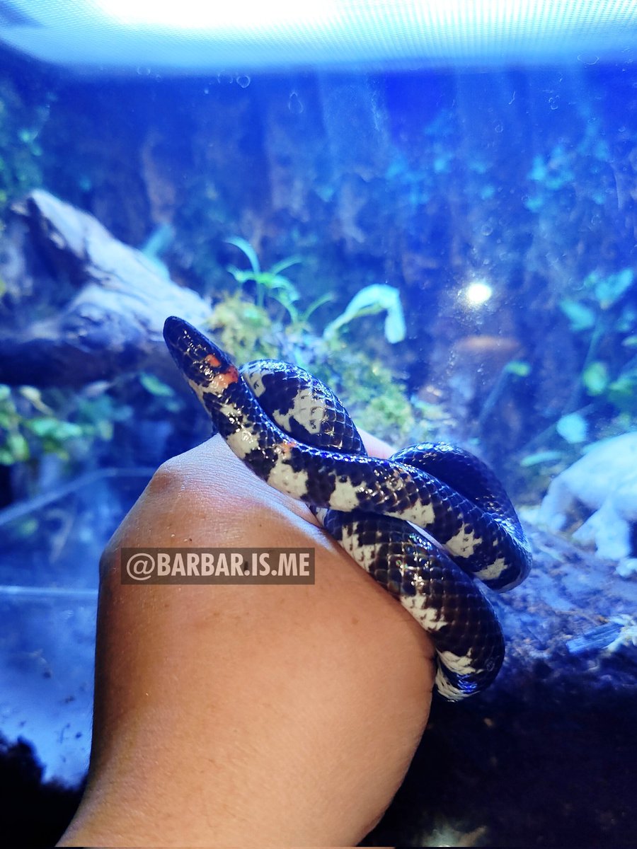 riklekolose's tweet image. Abis bersih2 kandang uler, tiba2 sedih menyadari kandang dia lebih mewah dr kamar gw 🥲
#snake #ular #pipesnake #paludarium #bioactive