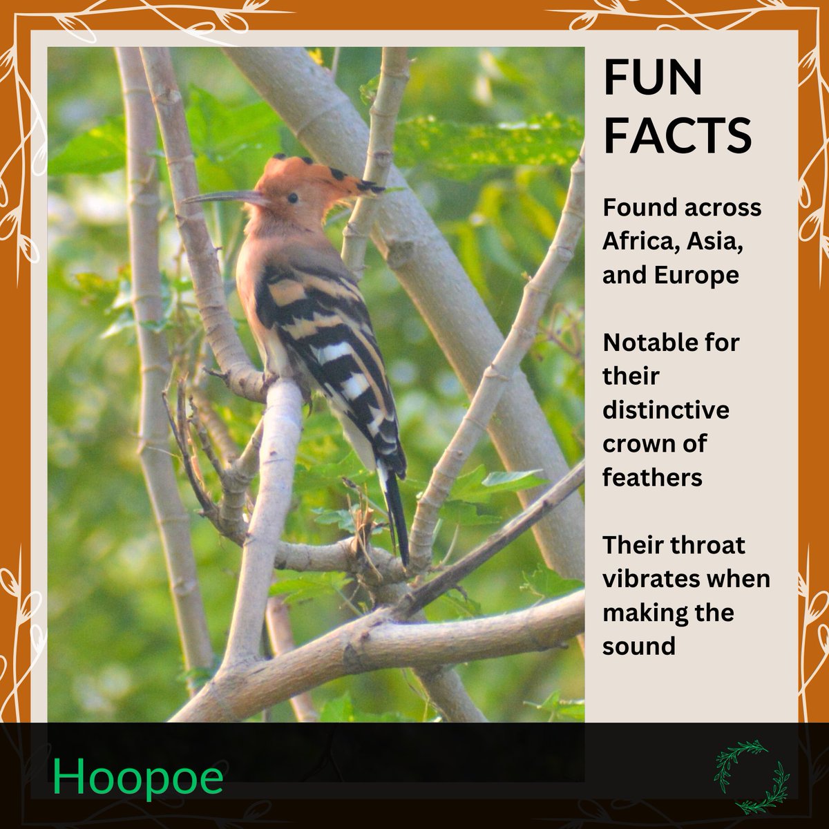 Let's Dive into the World of Hoopoe Birds with These Fascinating Fun Facts! 🐦🌍

<a href="/ashokgehlot51/">Ashok Gehlot</a>  we citizens have pledged to not let this last lung of Jaipur be destroyed! 9000+ people have signed the petition for the relocation of the fintech park!

#dolkabadh