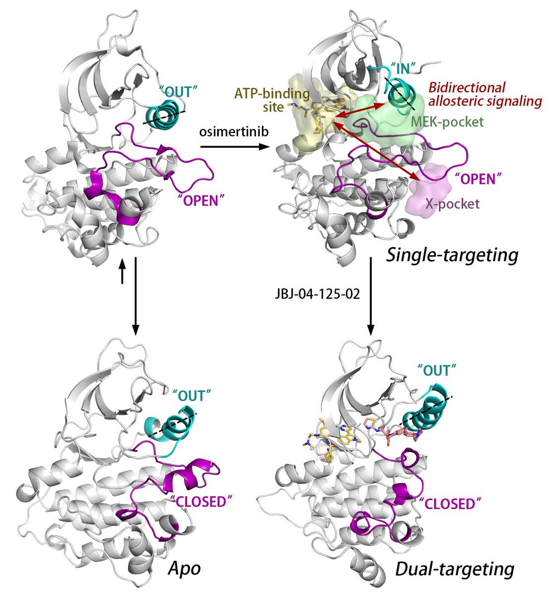 MDPIpharma's tweet photo. Welcome to read the #HighlyCitedPaper 🎆🎆
The article "#Untangling Dual-Targeting Therapeutic Mechanism of Epidermal Growth Factor Receptor (EGFR) Based on Reversed Allosteric Communication" by Yuran Qiu et al.
You can find it at: https://t.co/yhnJ89FzPM https://t.co/hf5HUIa6FR