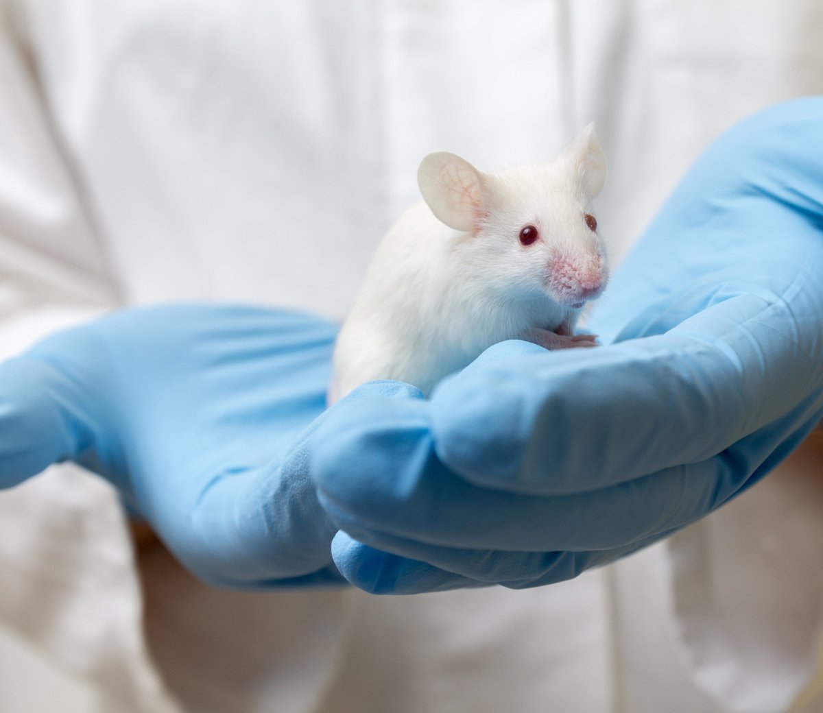 The National Centre for the 3Rs (@nc3rs) on Twitter photo Animal Technicians’ Symposium w/ <a href="/InstAnimalTech/">Institute of Animal Technology</a>
🗓️17 – 18 October
📍 Online
Speakers from academia and industry will present the latest refinements and advances in animal welfare. Aimed at animal techs, but anyone who works with lab animals is welcome: nc3rs.org.uk/events/ATS2023 Animal Technicians’ Symposium w/ <a href="/InstAnimalTech/">Institute of Animal Technology</a>
🗓️17 – 18 October
📍 Online
Speakers from academia and industry will present the latest refinements and advances in animal welfare. Aimed at animal techs, but anyone who works with lab animals is welcome: nc3rs.org.uk/events/ATS2023