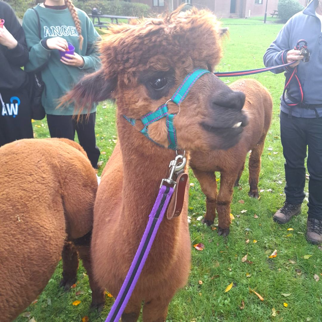 dwell Student Living tweet media