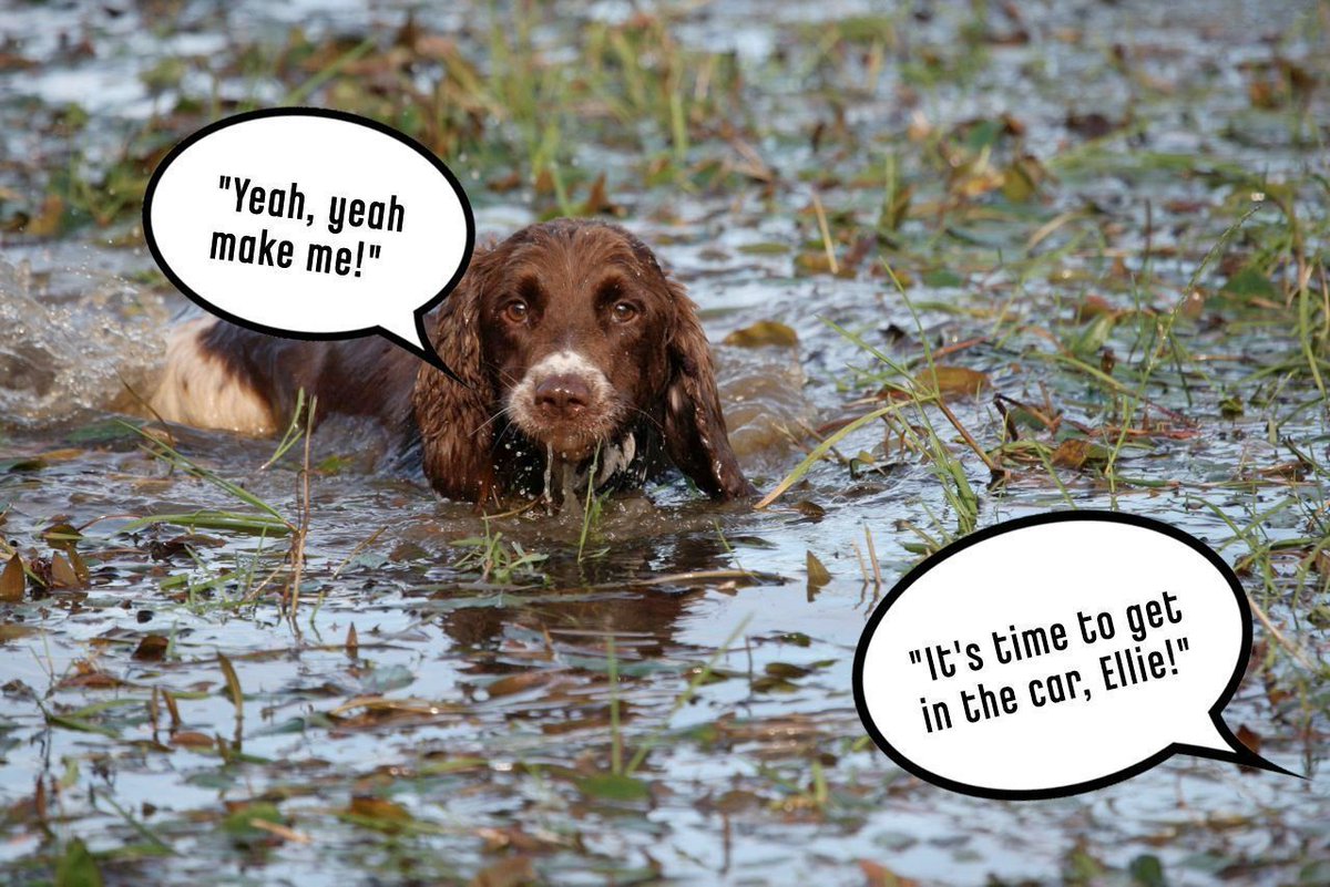 dogrobesuk's tweet photo. Are you ready for maximum mess? #dogrobesuk #dogdryingcoat #dirtydogs https://t.co/4p0DhrbSQz