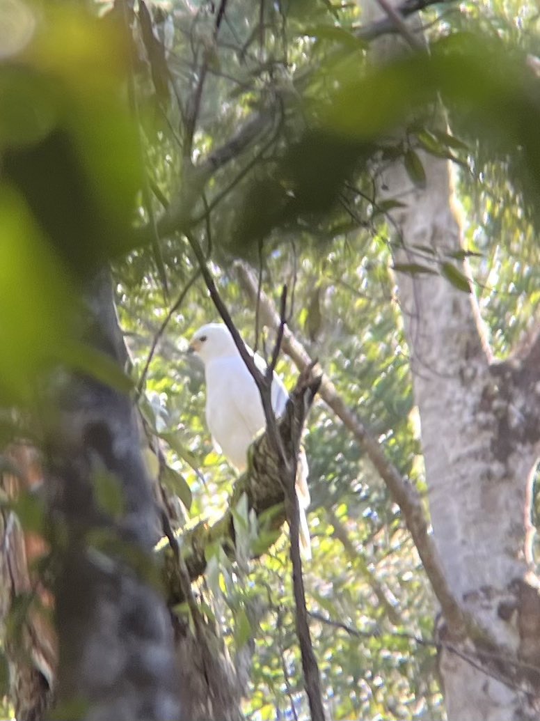 A lifer from fieldwork today 🤩