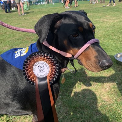 Fendithe doberman tweet media
