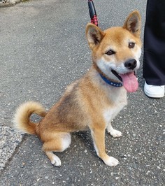 iWaFDUeWUTuqm9L's tweet photo. 島根県益田保健所で引き取りわんちゃんです。新しい家族を募集中です https://t.co/MzPgsi6wkN