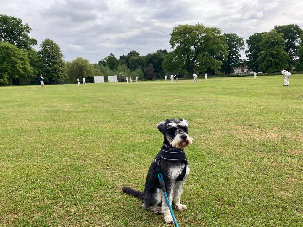 @KCC1852 @BentleyCC_ @EuropeanCricket @CountyChamp And finally, there were so many good @dogsatcricket 🐶