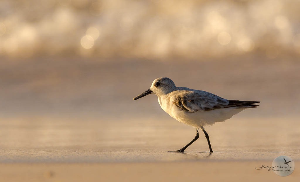 euthusiastic's tweet photo. A Sanderling at Oistins, Christ Church in the morning sunlight. #Barbados #BirdsOfBarbados #BirdsSeenIn2023 #birdphotography @BirdsCaribbean https://t.co/F4bS2L65Nz