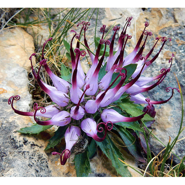 50Plushealths's tweet photo. #Herbal #Devilsclaw Inhibits Diseases through Iits Effects on Cytokines and GrowthFactors, Researchers Show https://t.co/FVLkLVMpkN https://t.co/Ah8av4vcKz