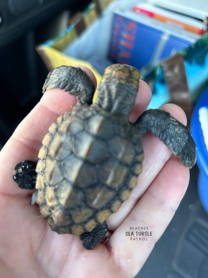tortoise_loveer's tweet photo. awesome turtles 😍😍
#tortoise #testudo #sulcatalove #hermannstortoise #turtlebaby #turtlesofig #loveturtles #turtleconservation #sulcatababy #gianttortoise #cuteturtle #greektortoise #tortoiseforum #startortoise #turtleday #tortoiselovers https://t.co/zwB1KO198o