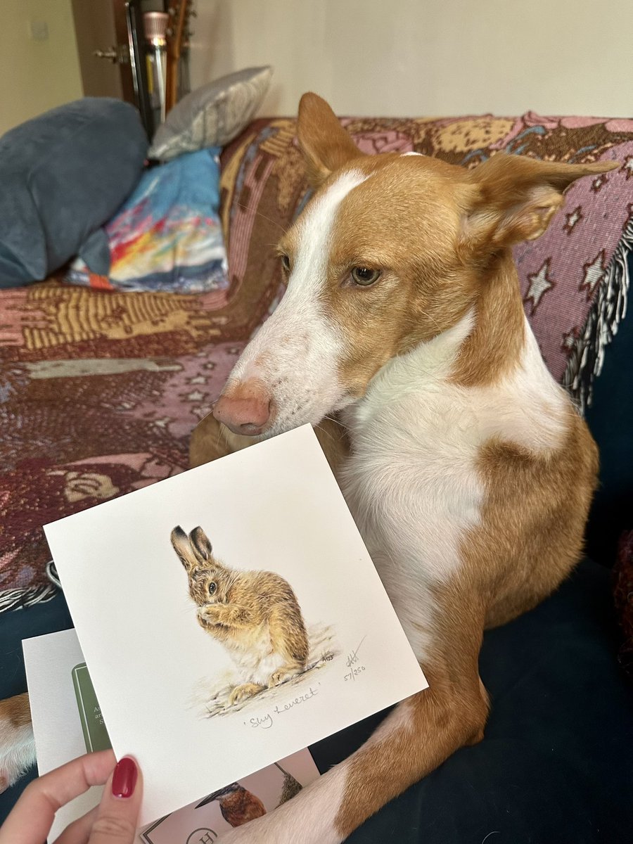 I just got a very special piece of art through the mail! Here’s a photo of Katara appreciating this stunning print by @annahamiltonart It reminds me of Beatrix Potter’s drawings, it’s so precious! I need to find it a frame 😍