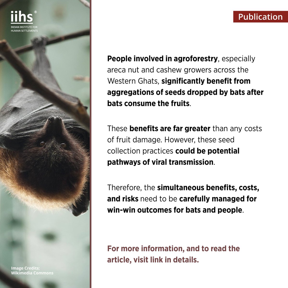 iihsin's tweet photo. In the just published co-authored comment in Nature India, IIHS researchers talk about need for objective assessments of bat-related ecosystem benefits and risks, promoting effective conservation and public health efforts. 

Read the article here: https://t.co/Malomd4d0Q

#IIHS https://t.co/8bw0Cgw63G