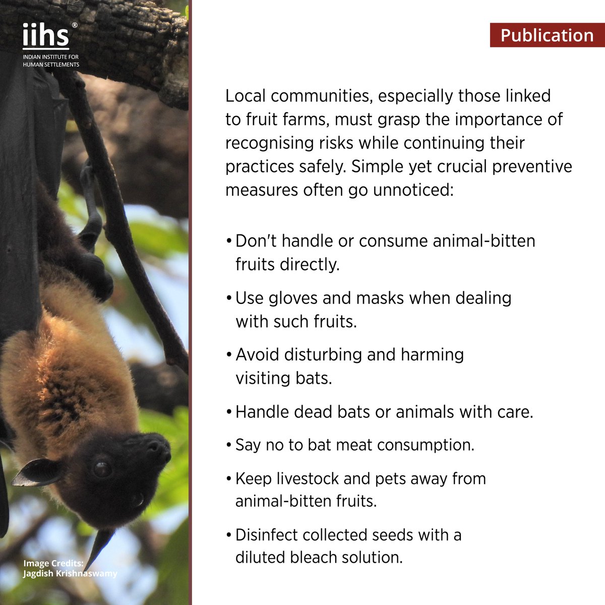 iihsin's tweet photo. In the just published co-authored comment in Nature India, IIHS researchers talk about need for objective assessments of bat-related ecosystem benefits and risks, promoting effective conservation and public health efforts. 

Read the article here: https://t.co/Malomd4d0Q

#IIHS https://t.co/8bw0Cgw63G