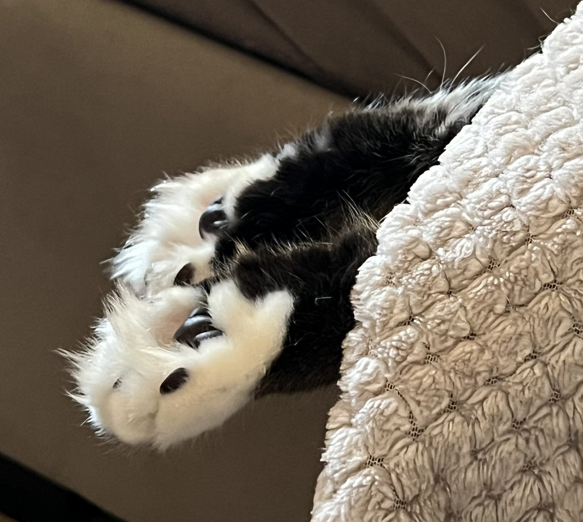 @MissyBBBobtail Morning! For some reason, we don’t get caught with our tongues out too often around here; so, we’ll go with a sweet  #toebeanstuesday 😊