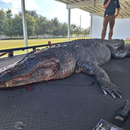 Olcracker's tweet photo. Mornin
The gator that had the human torso in itโs jaws in #LargoFL. My friend is a alligator trapper in Clearwater sent OlโCracker this pic.
#gator #fl #CrackaLackin
#aaaaiiiiieeeee! #maneater https://t.co/ASIp8UgWup
