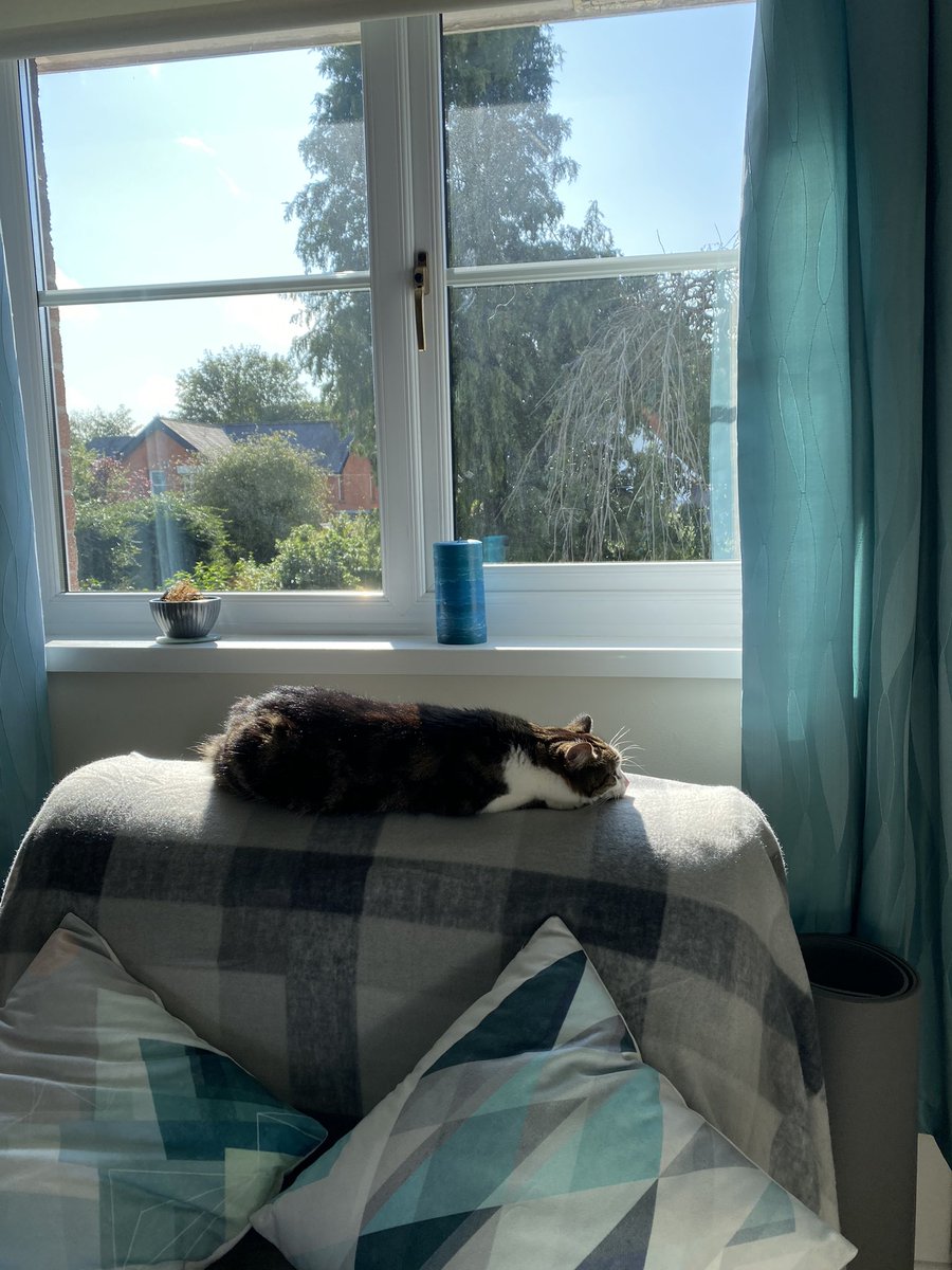 carol199's tweet photo. ☀️ 🐱 💕 #Tabitha #WeeTabs #ManxCat #SunbathingKitty #WFHColleague https://t.co/fdoDHnrZXh