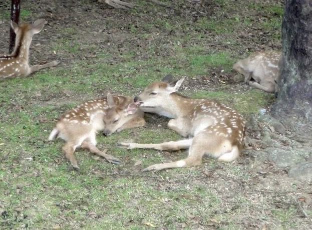 does !! (@fawnerys) on Twitter photo 