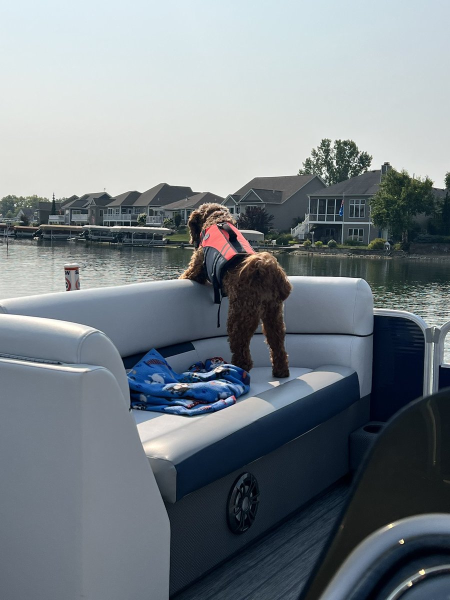 Promo_Champs's tweet image. Our Stormi girl! The best dog! #nationaldogday