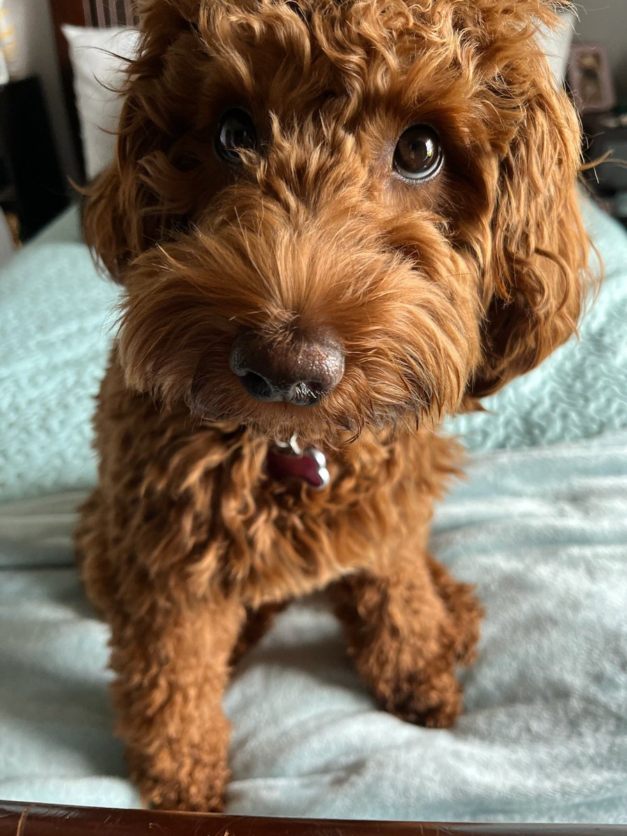 Promo_Champs's tweet image. Our Stormi girl! The best dog! #nationaldogday