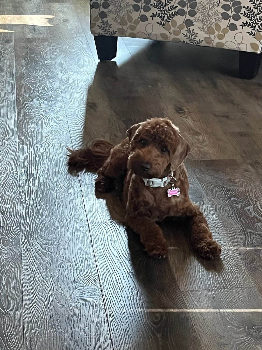 Promo_Champs's tweet image. Our Stormi girl! The best dog! #nationaldogday