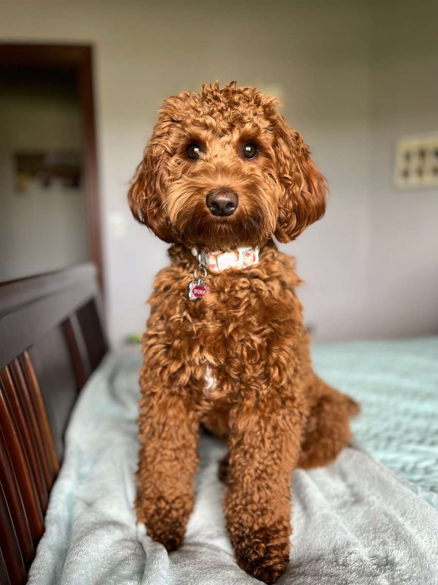 Promo_Champs's tweet image. Our Stormi girl! The best dog! #nationaldogday