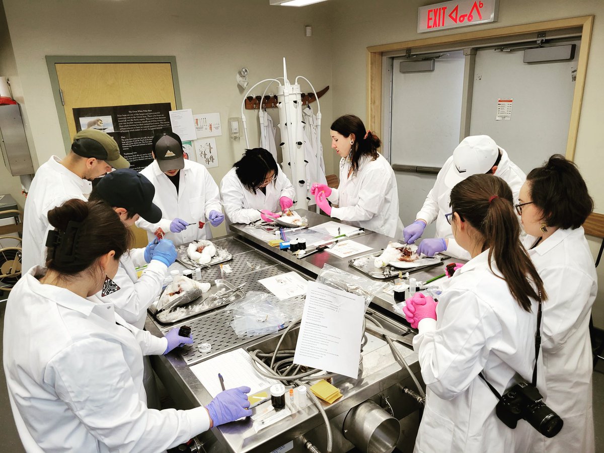 Dr. Jennifer Provencher (@jenni_pro) on Twitter photo We are in Iqaluit this week for our seabird contaminant dissection workshop at the <a href="/NUArcticCollege/">Nunavut Arctic College</a>! Ping <a href="/CBCNunavut/">CBCNunavut</a> if you want to come by and visit this year. We are in Iqaluit this week for our seabird contaminant dissection workshop at the <a href="/NUArcticCollege/">Nunavut Arctic College</a>! Ping <a href="/CBCNunavut/">CBCNunavut</a> if you want to come by and visit this year.