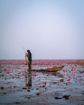 northeast_vibe's tweet photo. #Urpad Beel - The Pink Paradise 
It is located in Agia , Goalpara.
Urpad Beel is a must visit location in #Assam during winters.
#NorthEastIndia https://t.co/Fme9Tk9yah