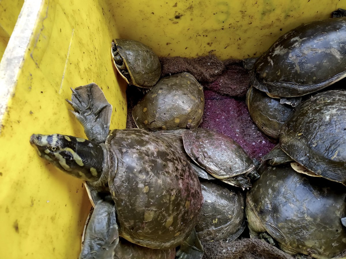 WCSIndia's tweet image. Read the full publication here: bit.ly/p2pCWT

#TurtleConservation #IndianTurtles #TurtleTrafficking #TortoiseTrade #WildlifeTrafficking #PetTrade