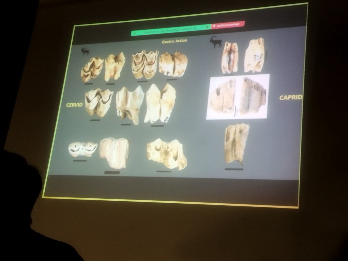 aliciasanzroyo's tweet photo. Today, we continue with the Round table: #Taphonomyofteeth : between nature and culture
1) We start with J.P. Brugal and colleagues: Eating teeth with their teeth… or the desirable effects of
ingestion 🐺 https://t.co/G8O0LeCggV