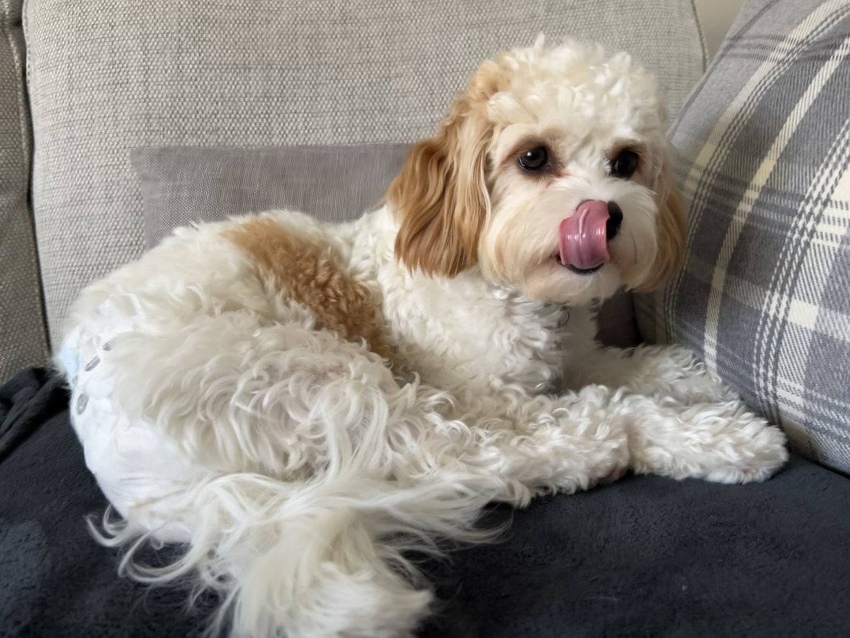 sahtud's tweet photo. @alice_m_xxx Here’s Ziggy with her best friend Dani. Hope you’re doing ok x https://t.co/gFatYvzEzM