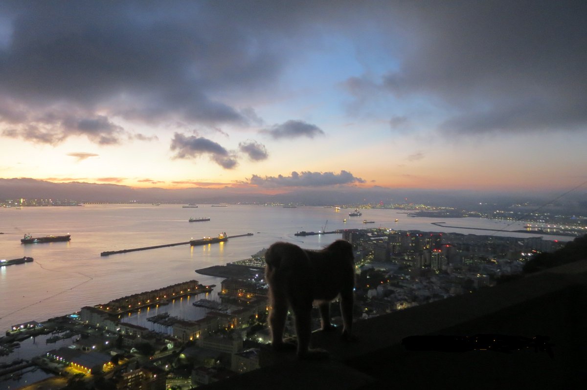 Summer field season is over! Will be back soon! Thanks to <a href="/Fede_anatomy/">Federica Landi</a> and <a href="/Jessica__Frater/">Jessica Frater</a> for their invaluable help, and to <a href="/gonhsgib/">GONHS Gibraltar</a>, <a href="/HMGibraltarGov/">HM Government of Gibraltar</a>, <a href="/Cambridge_Uni/">Cambridge University</a> <a href="/UCamArchaeology/">Cambridge Archaeology</a> <a href="/CamBioanth/">CambridgeBioAnth</a> <a href="/BritishAcademy_/">The British Academy</a>  for making this research possible #Gibraltar #macaques