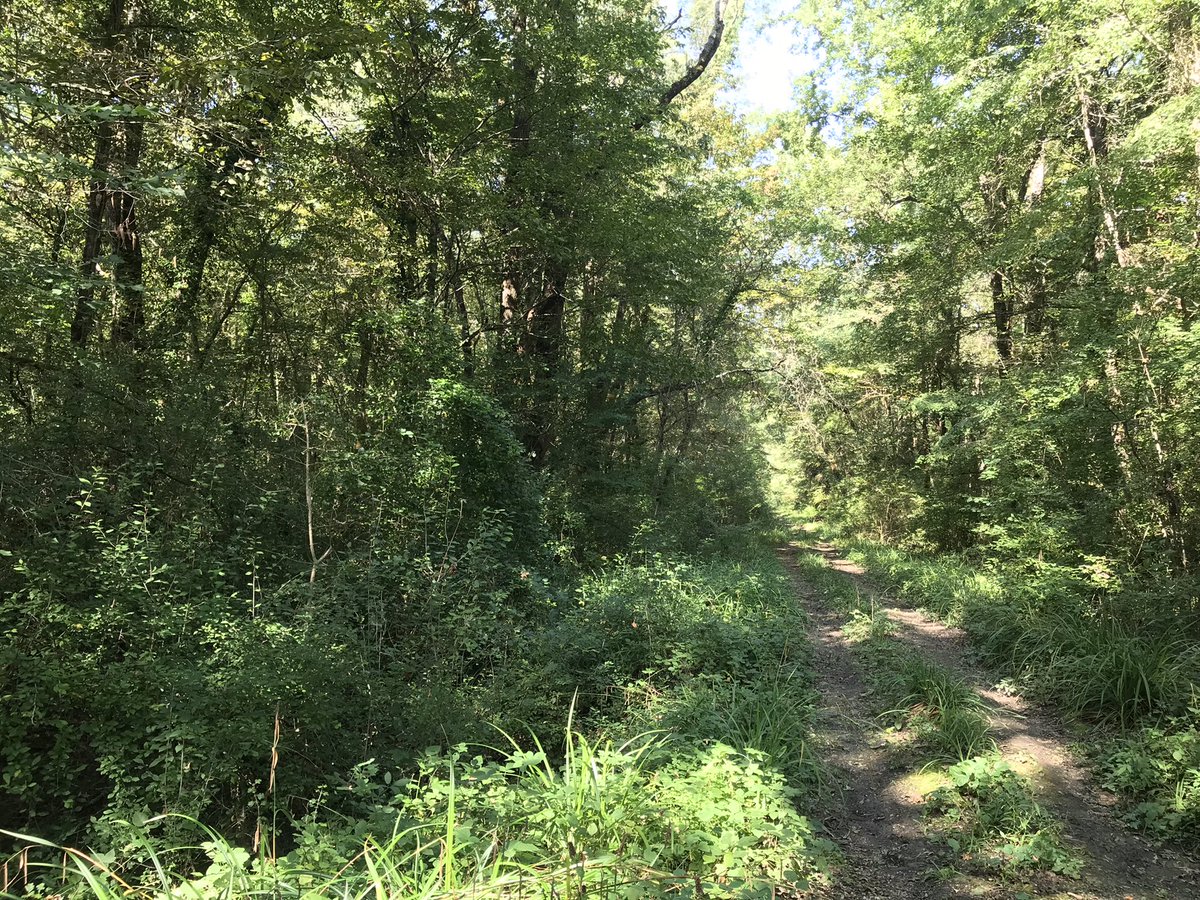 Can you spot the difference? On the left side of the street in our second #Croatian @RESONATE_forest case study we have #forest managed for #wood production - while the right side is protected for #biodiversity #conservation. #ThingsIdo4RESONATE