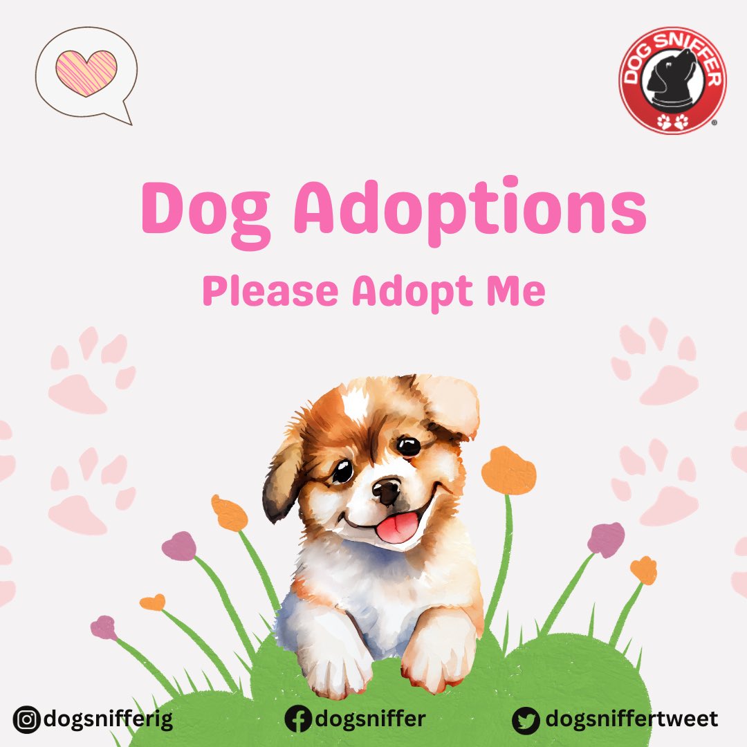 DogSnifferTweet's tweet photo. Dog adoption events this week in Los Angeles https://t.co/GEQxmPrXEJ