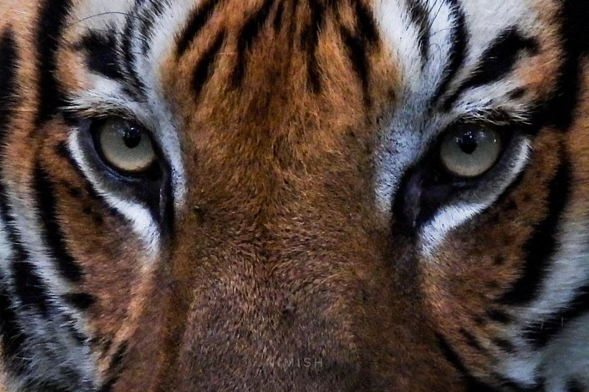 NimishCG's tweet photo. In the depth of #predators' eyes, a mystique lies. #Dark and suspenseful, they always mesmerise. Up close unveils their fierce grace, living to the #wonders of this bewildered chase. 
#WorldEnvironmentHealthDay 
#Tiger3Teaser #Tigers #Asian #Lion #Leopards #Hawk #Leo #wildlife https://t.co/5ietQwSxTD