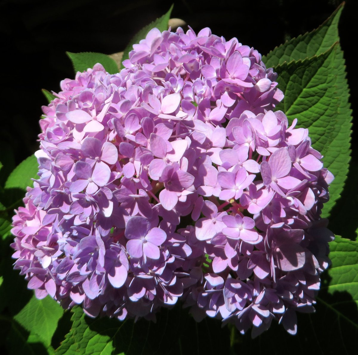 sowdMJ's tweet photo. These Smooth Hydrangea corymb flower clusters are on the same bush...  I love that they are blooming like crazy right now... #TuesdayFlowers #mygarden  #GardeningTwitter #Flowers #FlowersOfTwitter #GardenLife #gardening #FlowerGardening #FlowersOfX #Hydrangea #SmoothHydrangea https://t.co/1CkFqAZswe