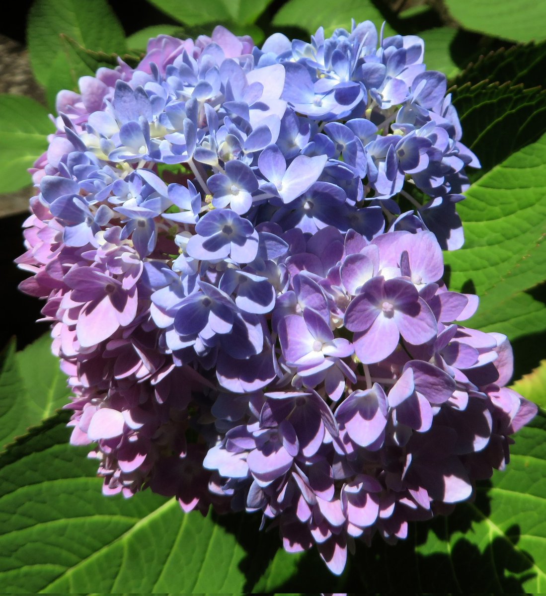 sowdMJ's tweet photo. These Smooth Hydrangea corymb flower clusters are on the same bush...  I love that they are blooming like crazy right now... #TuesdayFlowers #mygarden  #GardeningTwitter #Flowers #FlowersOfTwitter #GardenLife #gardening #FlowerGardening #FlowersOfX #Hydrangea #SmoothHydrangea https://t.co/1CkFqAZswe
