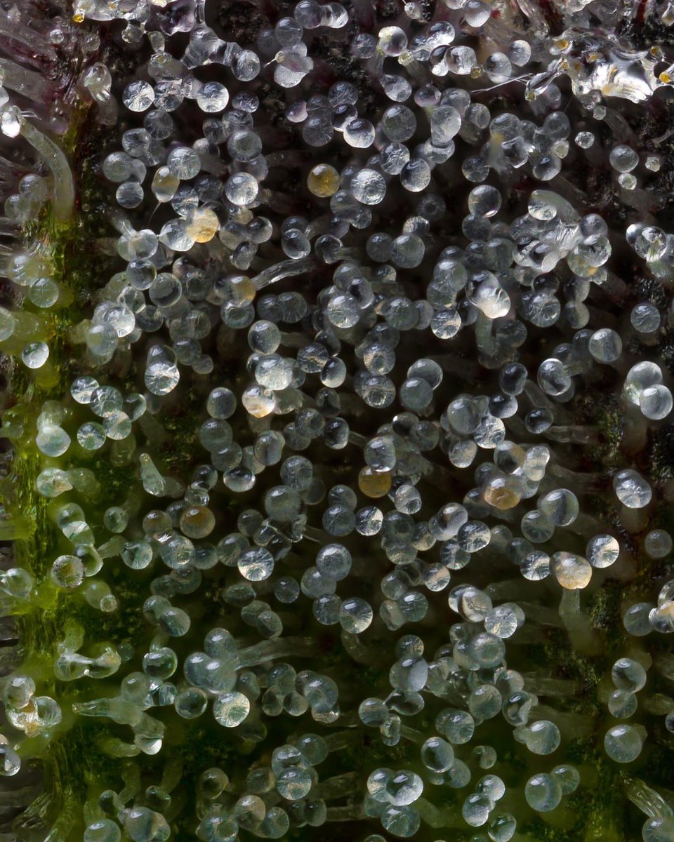 seedsplug's tweet photo. 🌿 Embracing the Beauty of Nature 📸✨
Captivated by the allure of this ripe cannabis bush, with its dark leaves and a milky sprinkle of trichomes. 🍃✨
I'm tempted to cradle this delicate twig in my hands, taking in its enchanting fragrance. 🌱💫 #NatureInspires #CannabisBeauty https://t.co/wP3F9nFETE