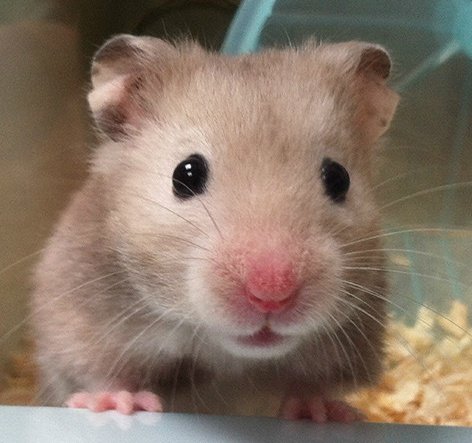 오늘얼굴미쳣어너무귀여움얼짱함스터임