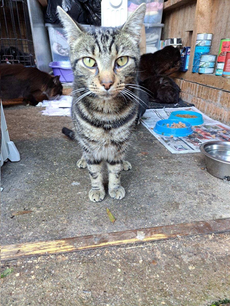 This is Rio. Rio has been at the shelter where I was rescued for nearly 2 years! He is a gorgeous boy&Mum is so sad no-one has taken him. He needs a home&has so much love to give. If anyone is considering a cat in the Stockport area please give him a go! stopfordcats.org.uk/adopt/rio/