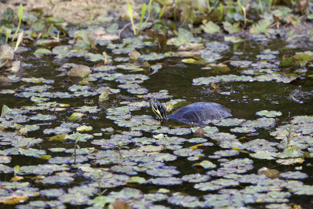 A Leisurely Swim via NASA ift.tt/YlXswv5