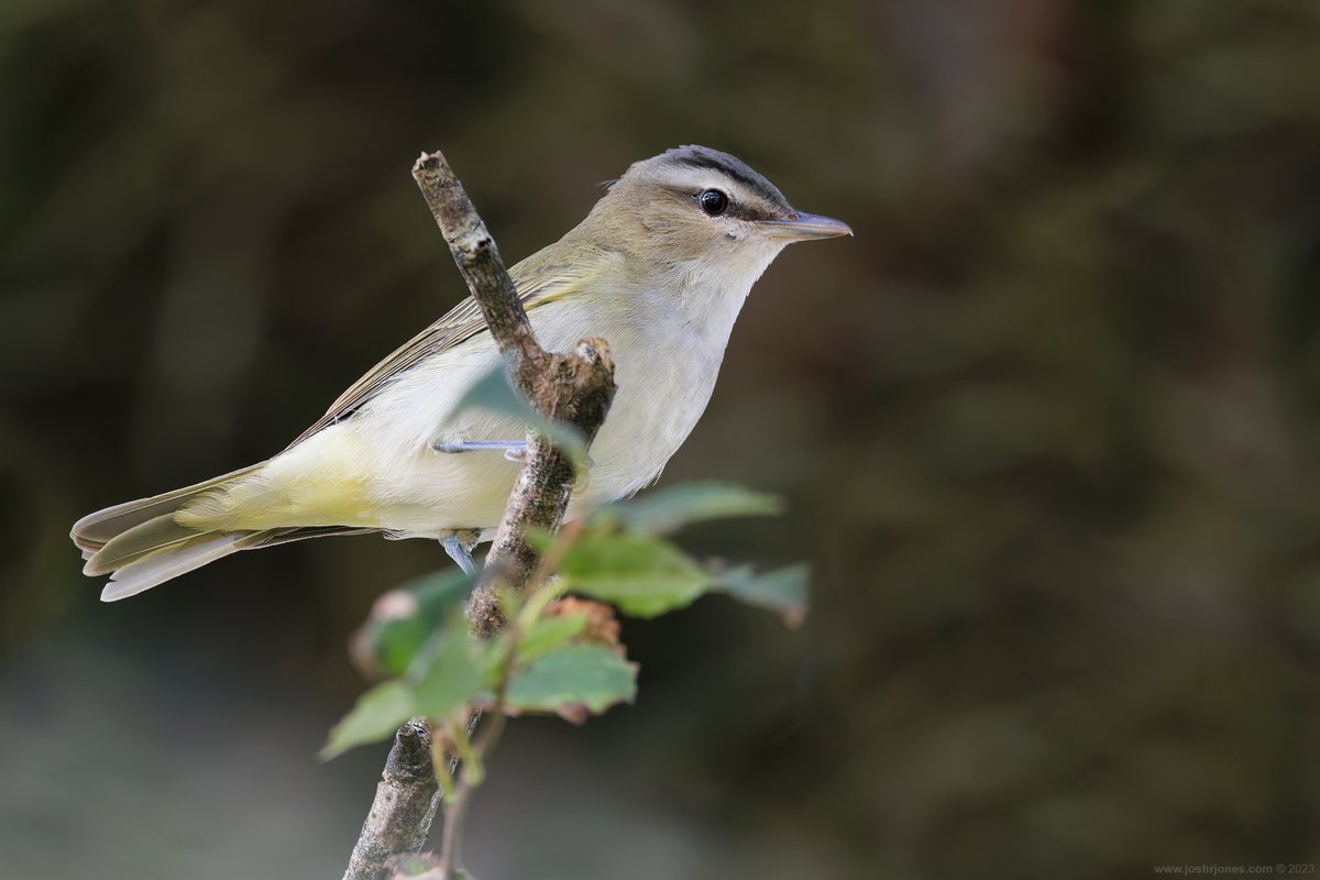 Josh Jones (@jrmjones) on Twitter photo There won't be many occasions when finding two Red-eyed Vireos feels like a relative failure for a weekend's birding efforts on the Irish west coast, but this was one of them 😂 superb birds, though, and good to be back out in Mayo with <a href="/metcow33/">Oliver Metcalf</a>! There won't be many occasions when finding two Red-eyed Vireos feels like a relative failure for a weekend's birding efforts on the Irish west coast, but this was one of them 😂 superb birds, though, and good to be back out in Mayo with <a href="/metcow33/">Oliver Metcalf</a>!